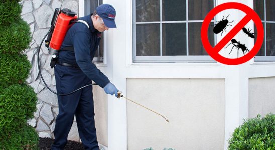 Kiraz Kemirgen İlaçlama böcek ilaçlama ve haşere kontrolü — ilaclama-tr.com